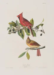 Illustration from 
