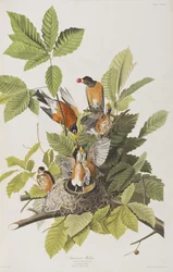 Illustration from 
