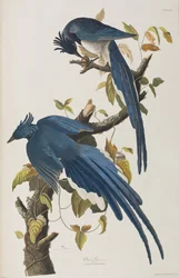 Illustration from 