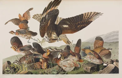 Illustration from 