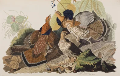 Illustration from 