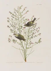 Illustration from 
