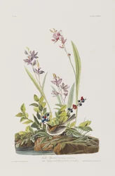 Illustration from 