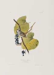 Illustration from 