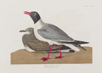 Illustration from 