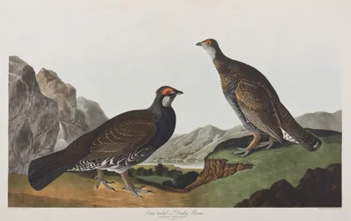 Illustration from 