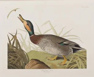 Illustration from 