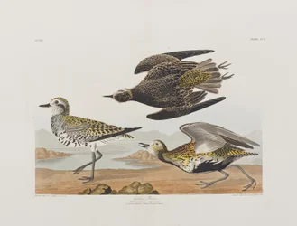Illustration from 