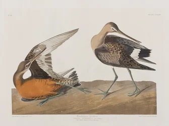 Illustration from 