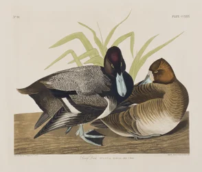 Illustration from 