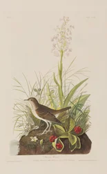 Illustration from 
