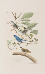 Illustration from 