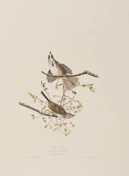 Illustration from 
