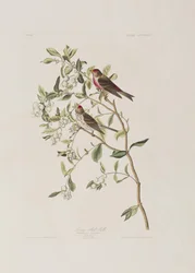 Illustration from 