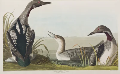 Illustration from 