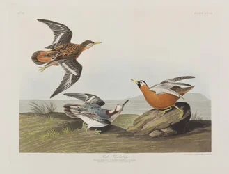 Illustration from 