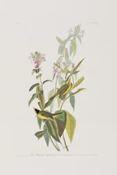 Illustration from 