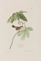 Illustration from 