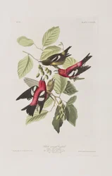 Illustration from 