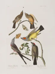 Illustration from 