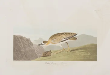 Illustration from 