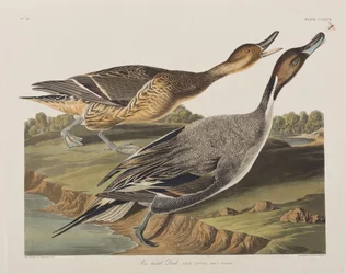 Illustration from 