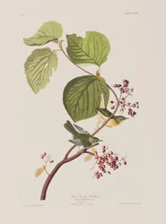 Illustration from 