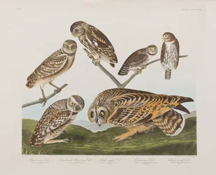 Illustration from 