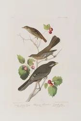 Illustration from 