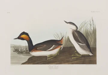 Illustration from 
