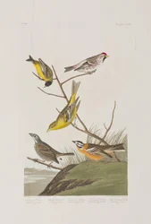 Illustration from 