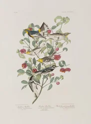 Illustration from 