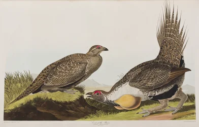 Illustration from 