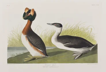 Illustration from 
