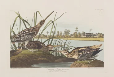 Illustration from 