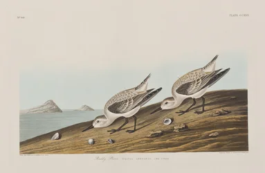 Illustration from 