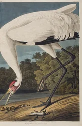 Illustration from 