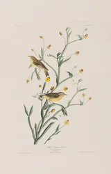 Illustration from 