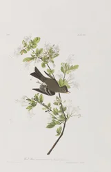 Illustration from 