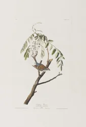 Illustration from 