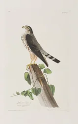 Illustration from 