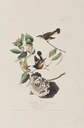 Illustration from 