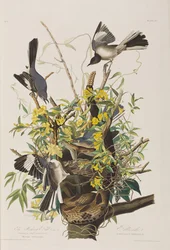 Illustration from 