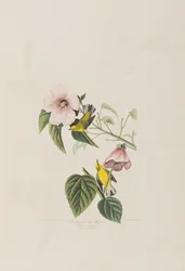 Illustration from 