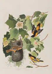 Illustration from 