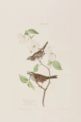 Illustration from 