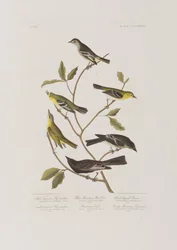 Illustration from 