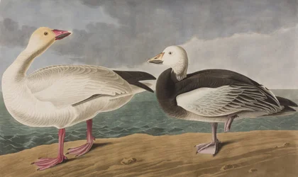 Illustration from 