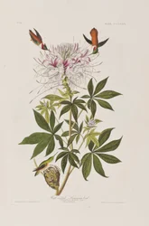 Illustration from 