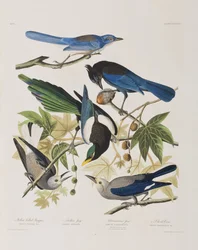 Illustration from 